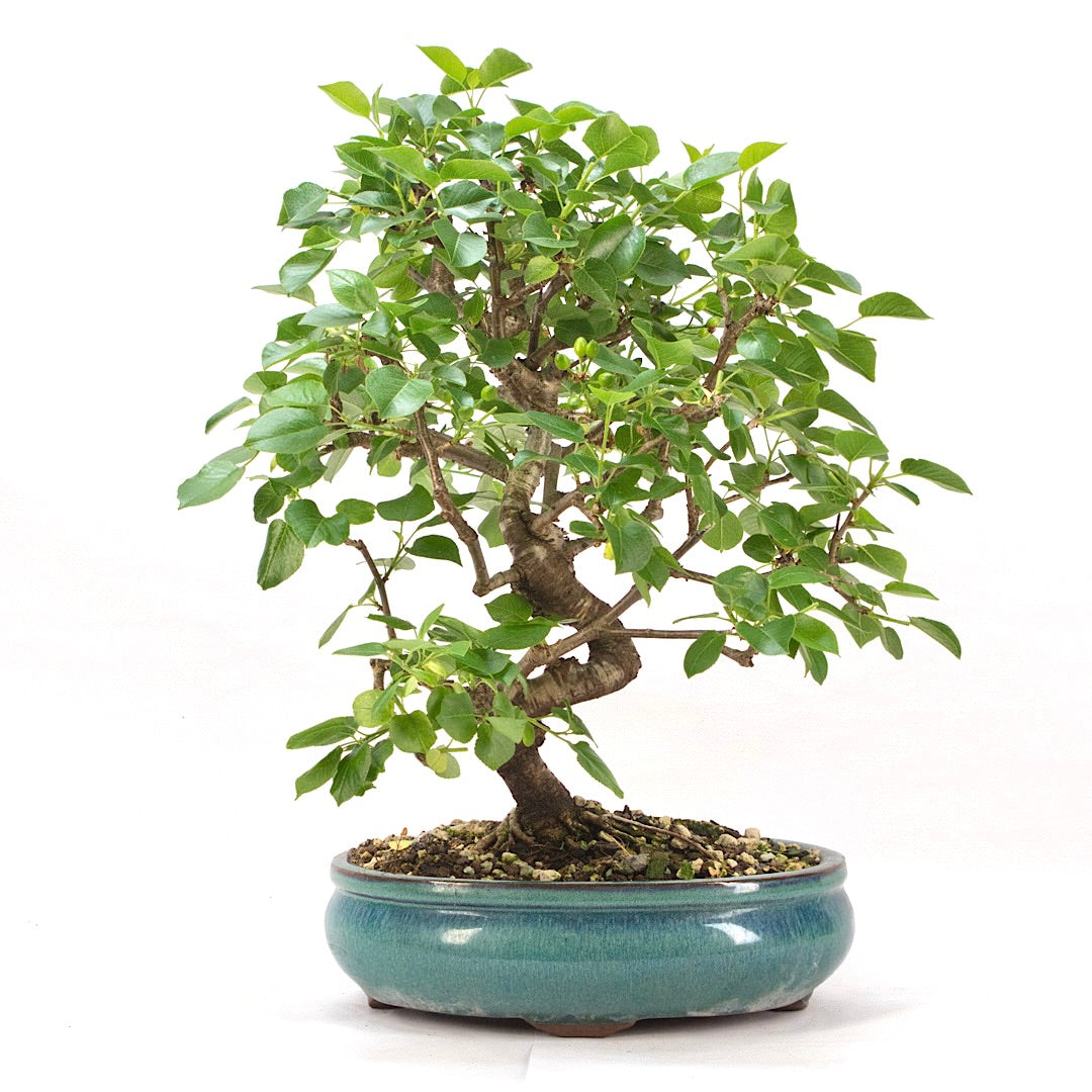 Steinweichsel 'Prunus mahaleb'